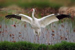 Білий кран (бар) Білий кран (бар)